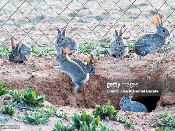 group of rabbits going out of his burrow close to a metallic fence, considered as plague. ( species oryctolagus cuniculus.) - rabbit burrow stock pictures, royalty-free photos & images