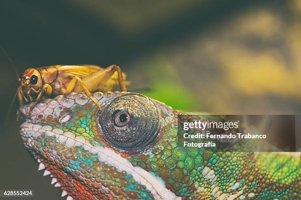insect on the head of a chameleon - pantherchamäleon stock-fotos und bilder