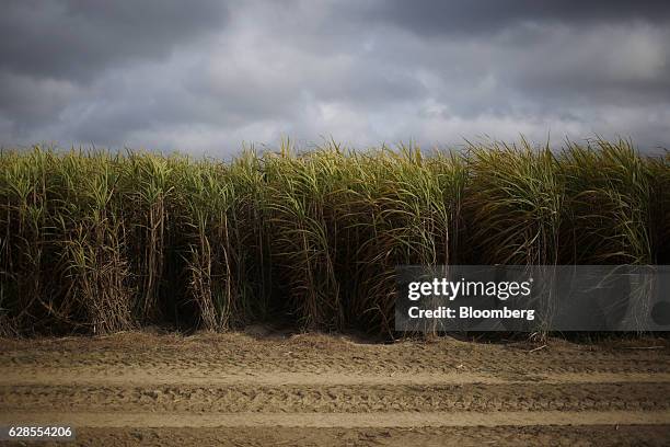 Sugarcane stands in a field at Landry Farms on Madewood Plantation in Napoleonville, Louisiana, U.S., on Tuesday, Nov. 29, 2016. U.S. Total sugar...