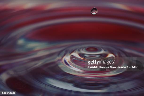 red water drop - hannie van baarle stock pictures, royalty-free photos & images