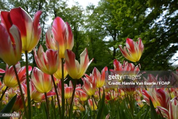 field of tulip flowers - hannie van baarle photos et images de collection