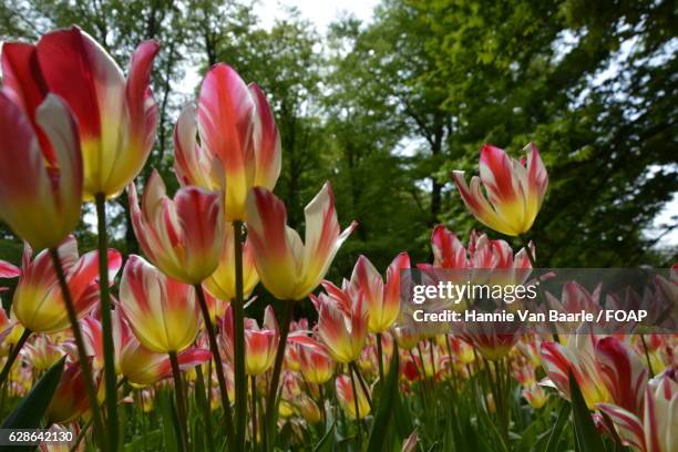 field of tulip flowers - hannie van baarle stock pictures, royalty-free photos & images