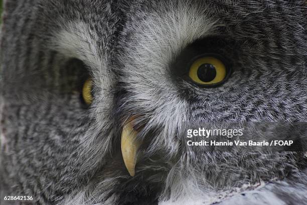 close-up of owl - hannie van baarle stock pictures, royalty-free photos & images