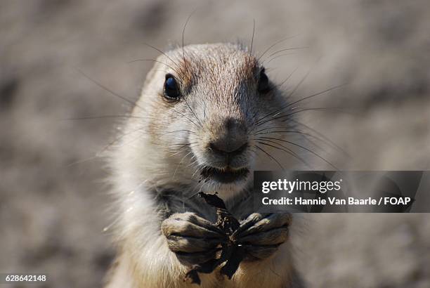 close-up of prairie dog - hannie van baarle photos et images de collection