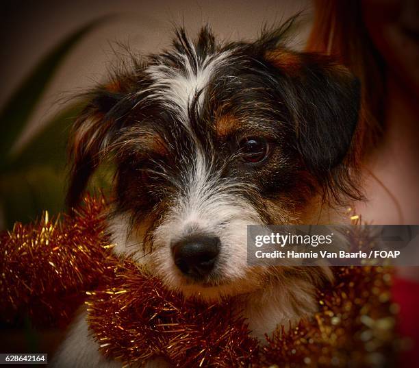 close-up of dog - hannie van baarle photos et images de collection