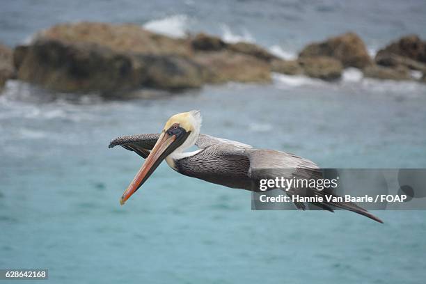 pelican bird flying over a sea - hannie van baarle stock pictures, royalty-free photos & images