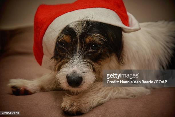 dog wearing santa hat - hannie van baarle stock pictures, royalty-free photos & images