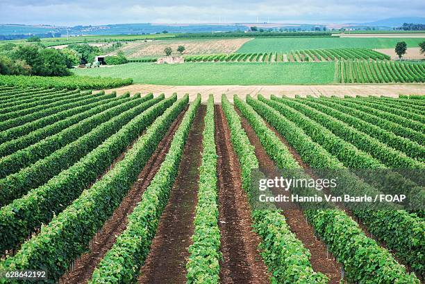 view of green field - hannie van baarle stock pictures, royalty-free photos & images