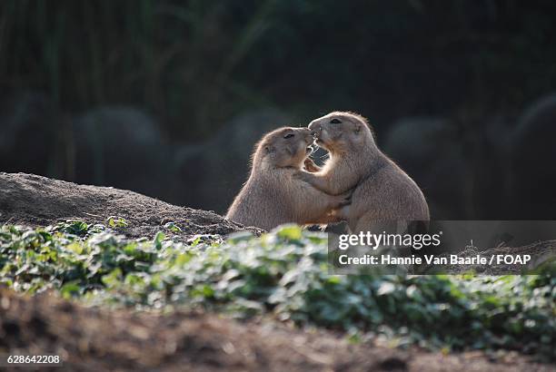 two prairie dog kissing - hannie van baarle stockfoto's en -beelden