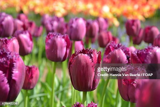 close-up of tulip flowers - hannie van baarle stock pictures, royalty-free photos & images