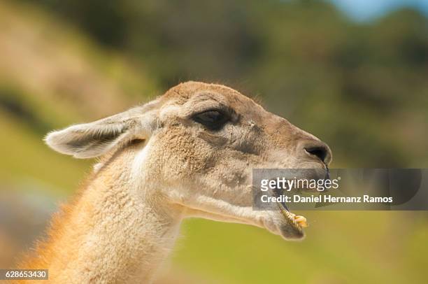 llama head close up with open mouth - face and profile and mouth open stock-fotos und bilder