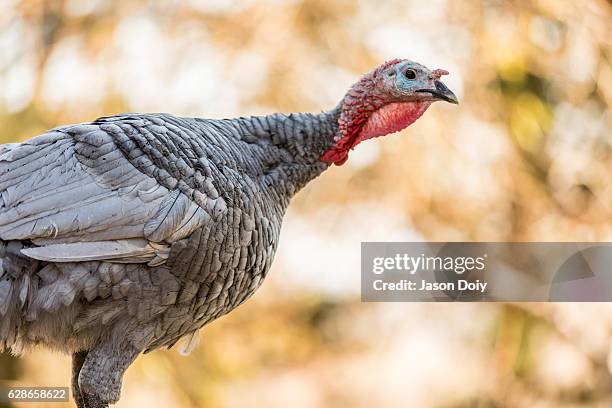 pavo salvaje  - turkey hunting fotografías e imágenes de stock