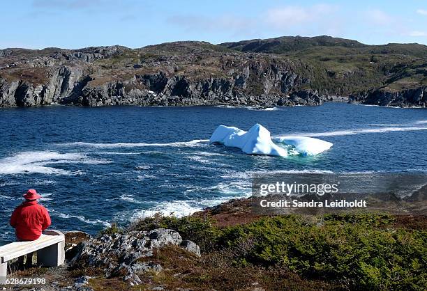 iceberg watching - great brehat bay - newfoundland, canada - newfoundland stockfoto's en -beelden