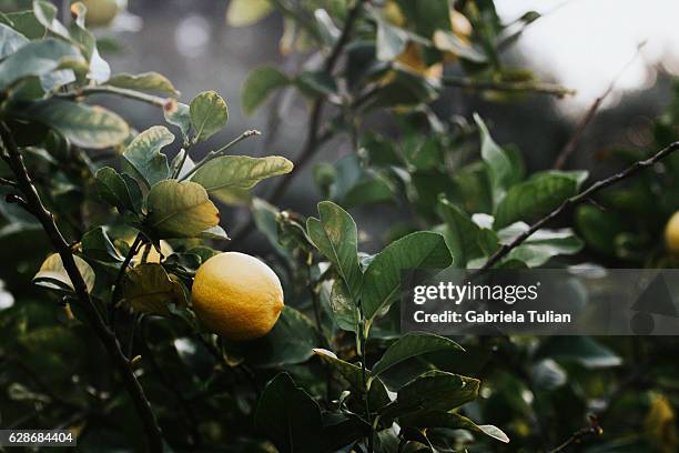 lemon tree - lemon fruit stock pictures, royalty-free photos & images