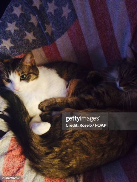 Rose Cat Photos and Premium High Res Pictures - Getty Images