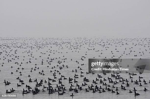 Migratory birds float in Dal Lake during a foggy weather on December 8, 2016 in Srinagar, India. The weather in the region continued to remain dry...