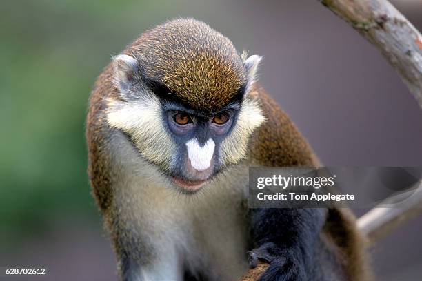 Guenon Library 26 Guenons Stock Photos, High-Res Pictures, and Images - Getty Images