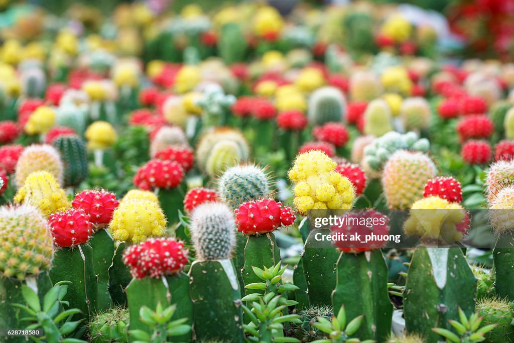 Cactus fruit