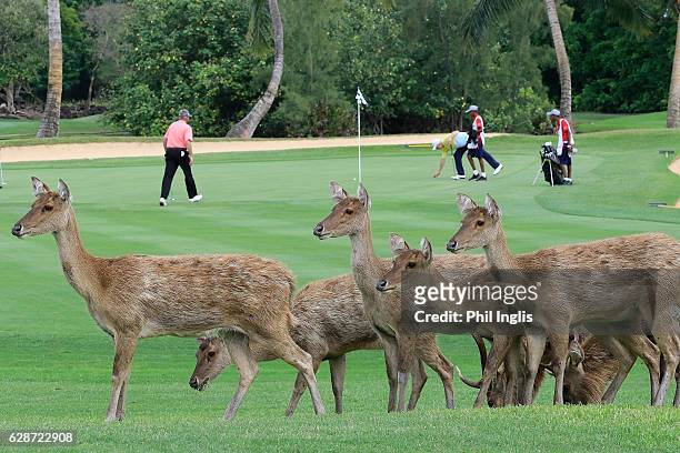 Local deer on the course during the first round of the MCB Tour Championship played at the Legend Course, Constance Belle Mare Plage on December 9,...