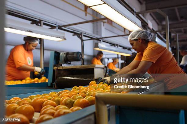 Workers arrange oranges on a conveyor belt at a packing house in the Engenheiro Coelho region of Sao Paulo, Brazil, on Friday, Dec. 2, 2016. Orange...