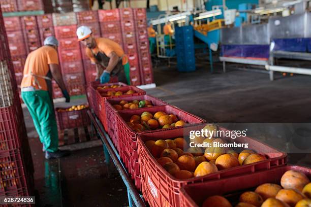 Workers put crates of oranges on a conveyor belt at a packing house in the Engenheiro Coelho region of Sao Paulo, Brazil, on Friday, Dec. 2, 2016....