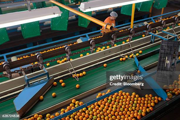 Oranges move down a conveyor belt at a packing house in the Engenheiro Coelho region of Sao Paulo, Brazil, on Friday, Dec. 2, 2016. Orange production...