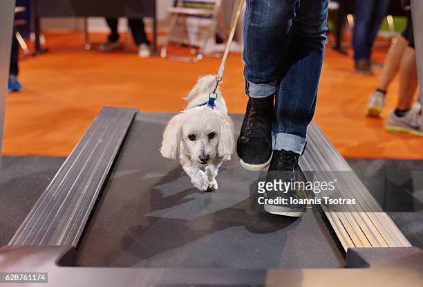maltese dog and owner walking on a running machine - maltese dog foto e immagini stock