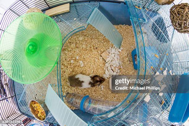 hamster in his cage - hamster cage stock pictures, royalty-free photos & images