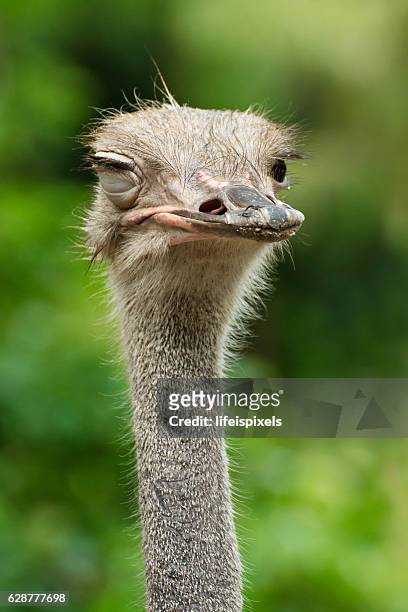 winking ostrich - lifeispixels photos et images de collection