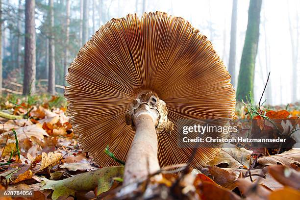 parasol mushroom - close up of mushroom growing outdoors stock pictures, royalty-free photos & images