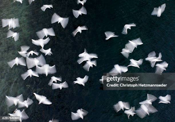 flying birds - swift bird stock pictures, royalty-free photos & images