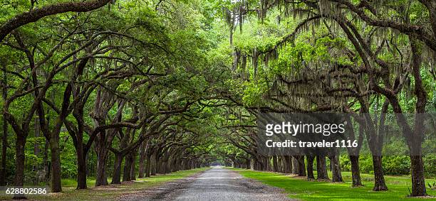 live oak trees - savannah stock pictures, royalty-free photos & images