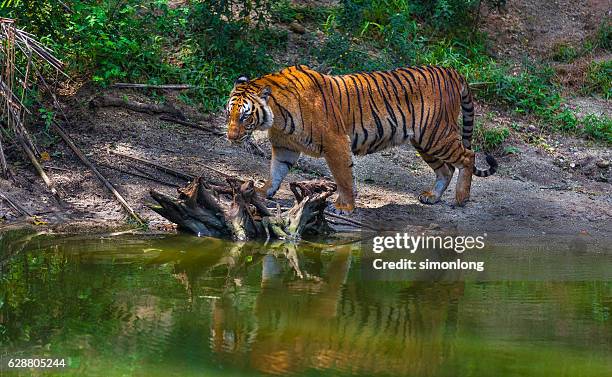 malayan tiger - malayan tiger stock pictures, royalty-free photos & images