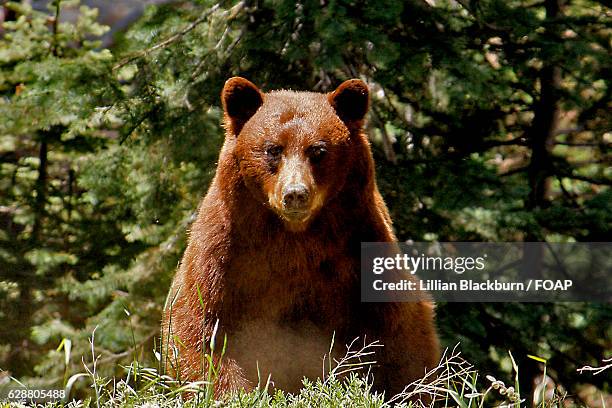 black bear in yosemite national park, california - american black bear stock pictures, royalty-free photos & images