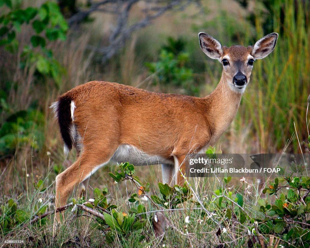 Key Edger Portrait Of A Key Deer High-Res Stock Photo - Getty Images