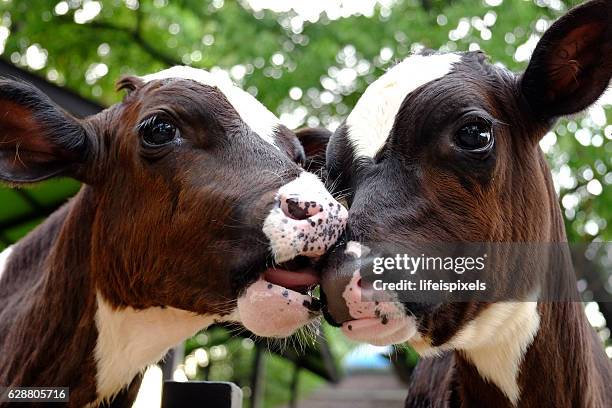 cows kissing - lifeispixels stock pictures, royalty-free photos & images