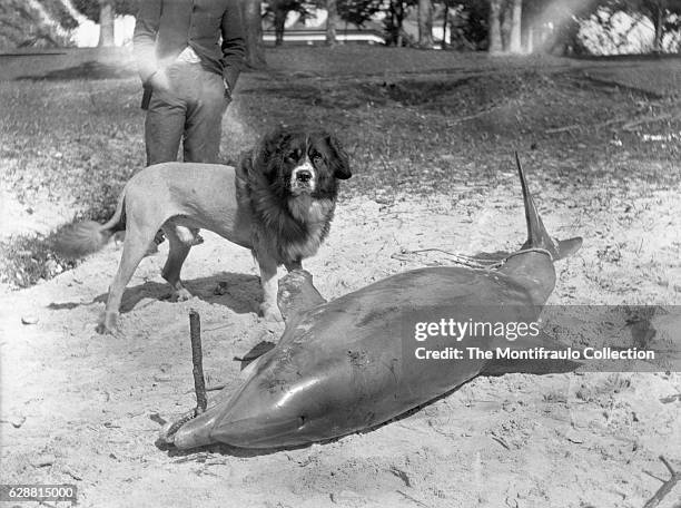 Beached, dead dolphin with its teeth gripped around a stick and tail fin tied with a rope. Standing alongside is a man with a St Bernard type dog,...