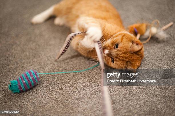 cat playing with toys - rode kat stockfoto's en -beelden