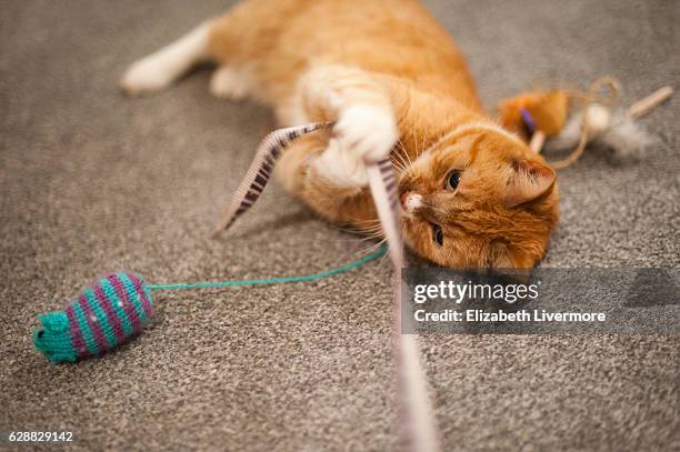 cat playing with toys - amarelo avermelhado claro - fotografias e filmes do acervo