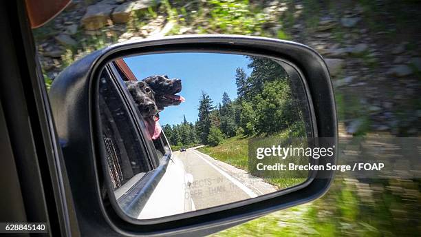 Dog Rear View Mirror Dog Rear View Mirror Photos and Premium High Res Pictures - Getty Images