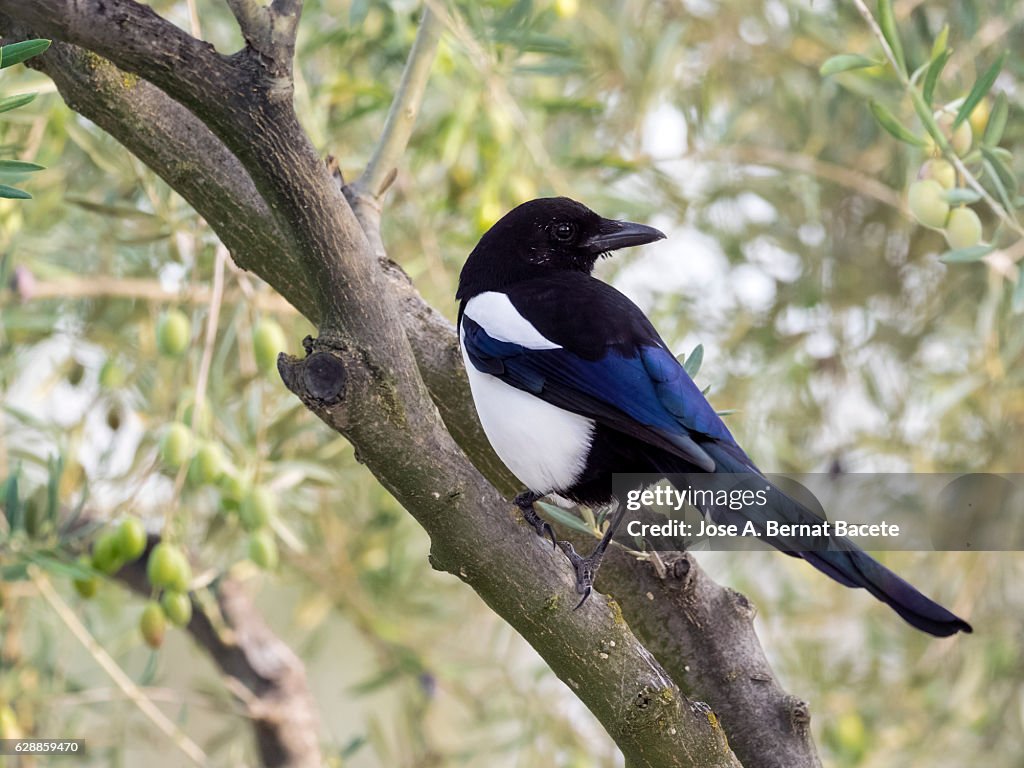 Eurasian Magpie / European Magpie / Common Magpie , standing on a branch . Spain, Europe.