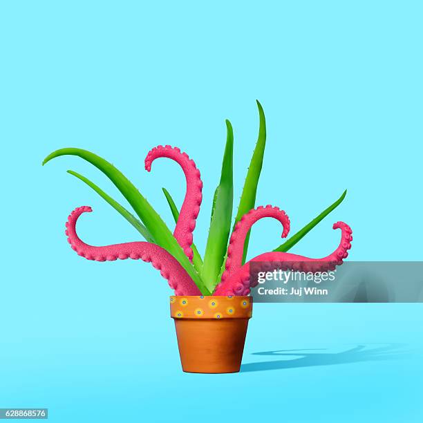 aloe plant with octopus tentacles - tentacle stock pictures, royalty-free photos & images
