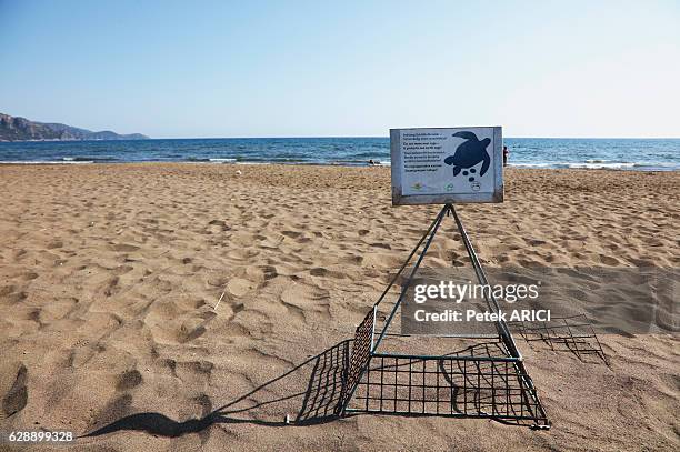 loggerhead sea turtle - loggerhead turtle stock pictures, royalty-free photos & images