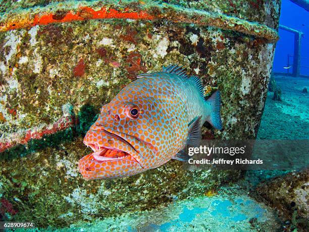 a colorful grouper - spotted fish stock pictures, royalty-free photos & images