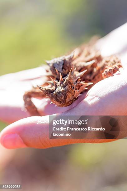 the thorny devil, australia - thorny devil lizard stock pictures, royalty-free photos & images