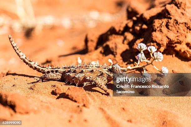 the thorny devil, australia - diabo espinhoso imagens e fotografias de stock