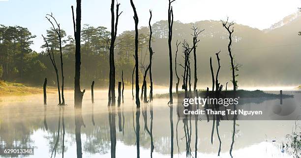 dry forest in lake - gloomy swamp stock pictures, royalty-free photos & images