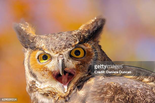 great horned owl screaming - great horned owl stock pictures, royalty-free photos & images