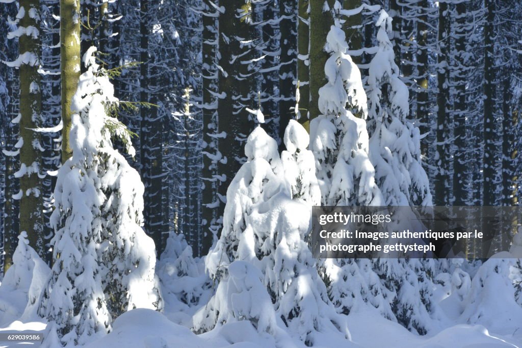 Sunlight on young coniferous trees covered snow