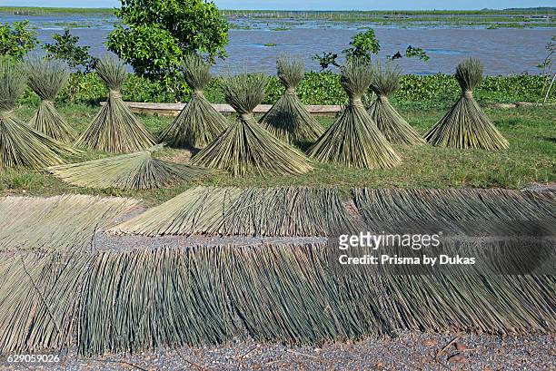 Thailand, Patthalung, Tale Noi, Drying of grey rushes or sedges, Lepirona articulata, .